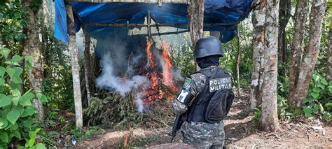 Incineran Plantaci N De Droga En Yoro