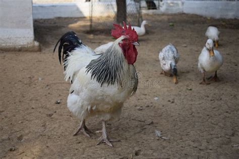 Big Male Sussex Chicken Or Rooster In The Garden English Sussex