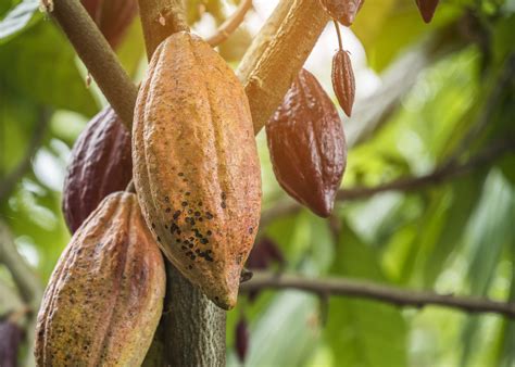 quase 150 mil toneladas de amêndoas produzidas em 2023 Pará é