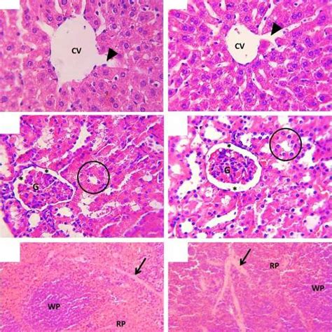 Histopathological Analysis Of Organs Of Mice Treated With Latex