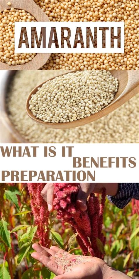 Amaranth What Is It Benefits And Preparation Amaranth Benefits