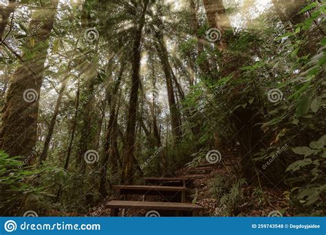 Green Forest With Wooden Walkways Nature Of Trees Misty Environment In