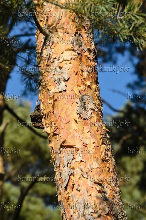 Image Scots pine (Pinus sylvestris) - 500237 - Images of Plants and Gardens - botanikfoto