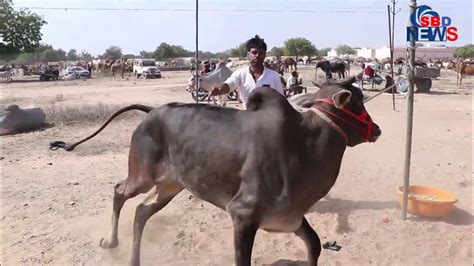 विश्व प्रसिद्ध नागोरी बेल हुई बेकाबू दौड़ने चैंपियन नागौरी बैल कैसे