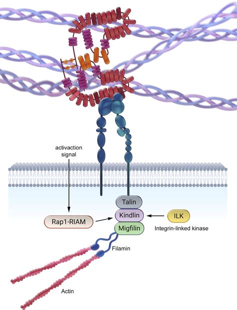 Scielo Brasil Protein Interactions With Osseointegrable Titanium