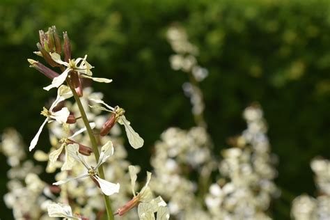 Banco De Imagens árvore Natureza Ramo Plantar Folha Flor Salada