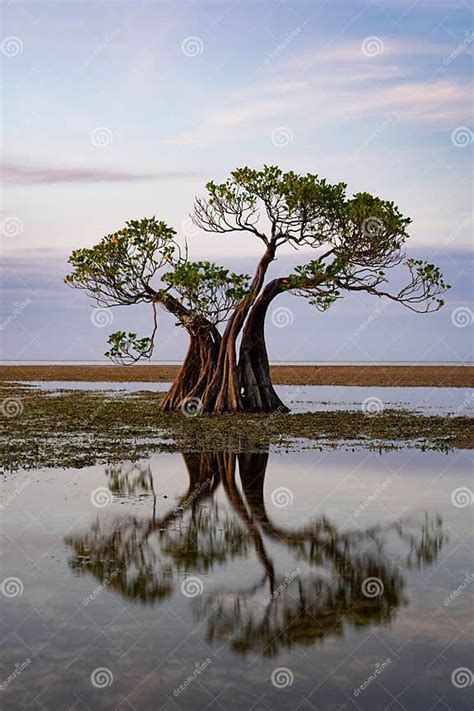 Dancing Mangrove Trees of Sumba Island in Indonesia. Stock Photo ...