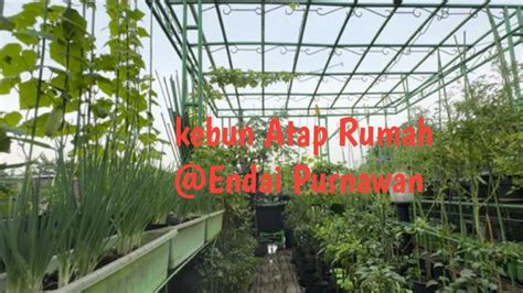 Ke Kebun Atap Rumah Panen Sayur Dan Buah Tanam Di Pot EndaiPurnawan