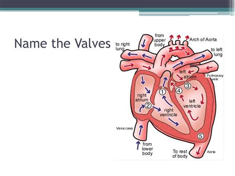 Ppt The Heart Powerpoint Presentation Free Download Id 2088059