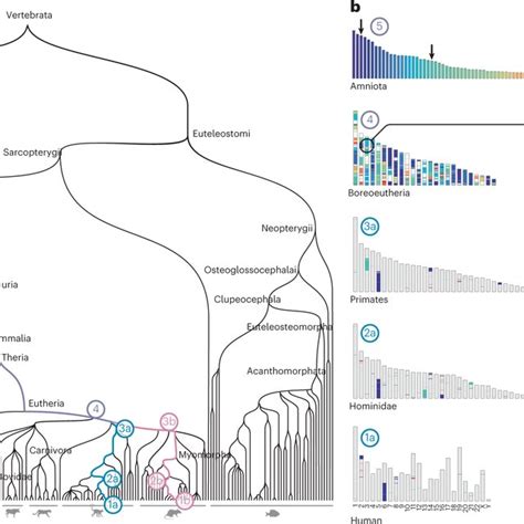 Reconstructing Vertebrate Ancestral Genomes A Species Phylogeny Of