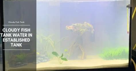 Cloudy Water in an Established Aquarium, Why Is It Cloudy, How to Fix It?