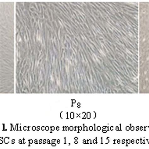 Microscope Morphological Observation Of Mscs At Passage 1 8 And 15 Download Scientific