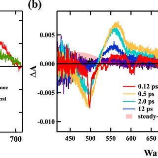 Femtosecond Time Resolved Absorption Spectra Of Apo Carotenal In