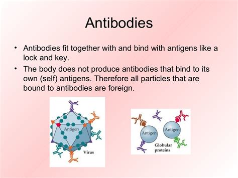 Antigens and antibodies