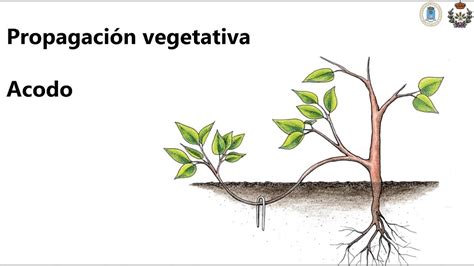 Tema 3 Multiplicación Propagación Vegetativa Acodo Youtube