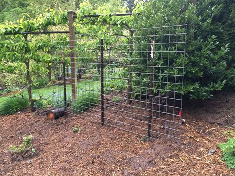 Cattle Panel Trellis Garden And Permaculture Pinterest Cattle Trellis And Search