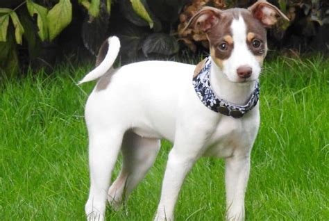 Meet The Rat Terrier An Adorable And Energetic Companion K9 Web