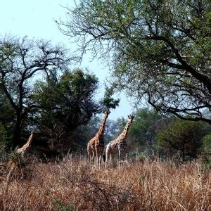 Kordofan Giraffe - Facts, Diet, Habitat & Pictures on Animalia.bio