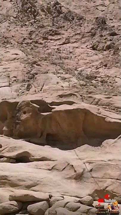 egypt mystery   golden  statue  samiri  sinai egypt