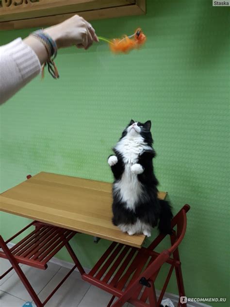 Котокафе "КОфеТерий", Ярославль - «Земля оКОТованная» | отзывы
