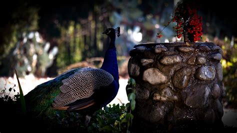 Pájaro Pavo Real Vistoso Fauna Foto gratis en Pixabay Pixabay