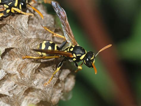 Polistes Wikipedia