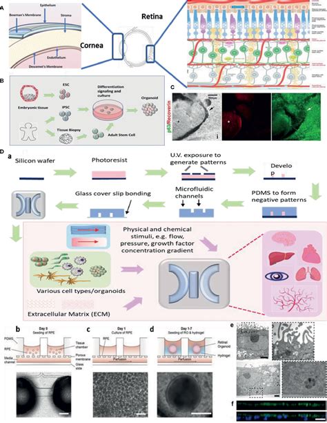 Frontiers Organoids And Microphysiological Systems New Tools For