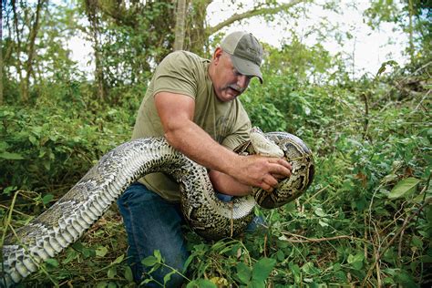 Hunting Pythons in the Everglades | Outdoor Life