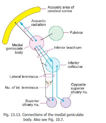 Medial & Lateral Geniculate Bodies - Thalamus (Dorsal Thalamus)