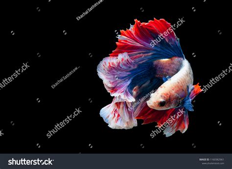 Betta fish thai flag Images, Stock Photos & Vectors | Shutterstock