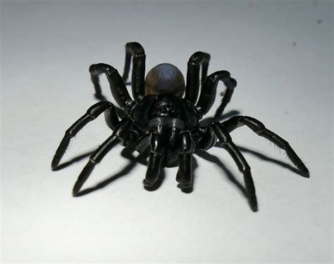 Creature Feature - New Species called the Rockland Trapdoor Spider found in Florida - Florida RV ...