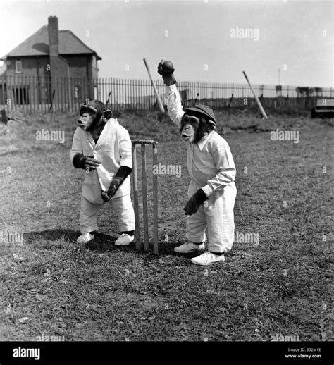 Animals Humour Monkeys playing Cricket. May 1953 D2836 Stock Photo - Alamy