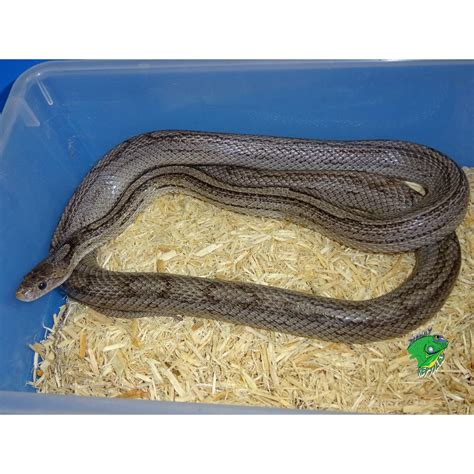 Albums Pictures Photos Of Corn Snake Latest