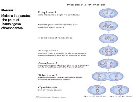cell cycle meiosispptx