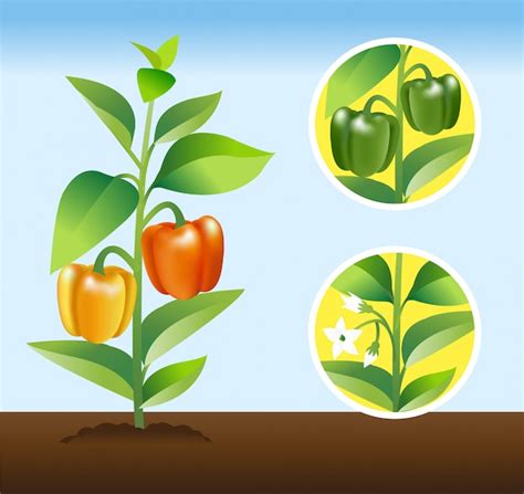 Premium Vector | Bell pepper plant stages