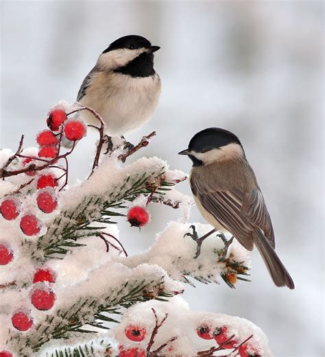 Backyard Birds Marvel At Chickadees This Winter These North American