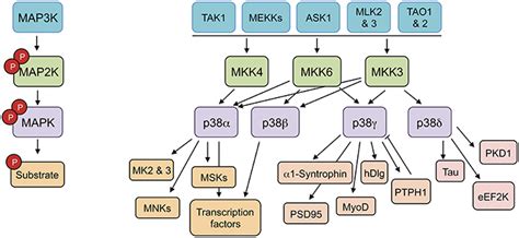 Frontiers P38γ And P38δ Mitogen Activated Protein Kinases Mapks