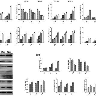 Effects Of Apoptosis Related Genes MRNA And Protein Levels In The