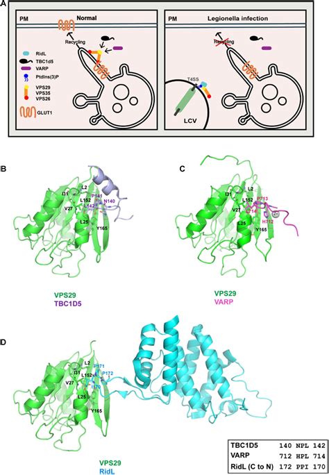 Frontiers Targeting Endosomal Recycling Pathways By Bacterial And