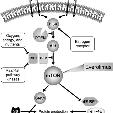 Signaling pathways involved in interaction with mTOR. Akt, protein ... 