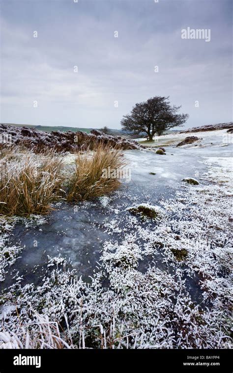 Snow And Ice On Porlock Common In Winter Exmoor National Park Somerset