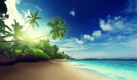 Hd Wallpaper Palm Trees On Paradise Beach Illustration Tropical