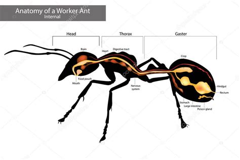 Anatom A Interna De La Hormiga Caracter Sticas F Sicas Comunes A Todas