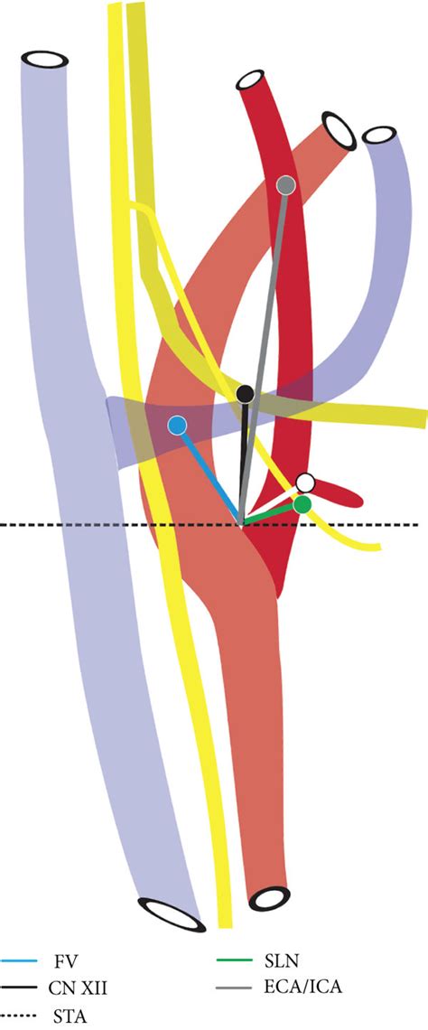 Right Sided Animation Demonstrating Measurements From The Carotid Download Scientific Diagram