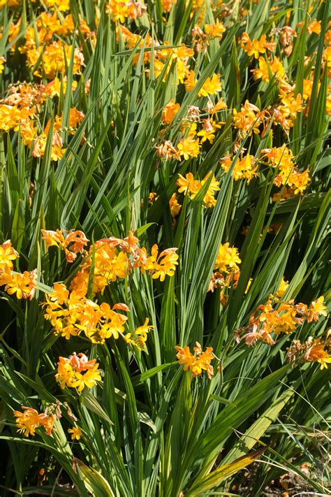 Crocosmia Paul S Best Yellow Avon Bulbs