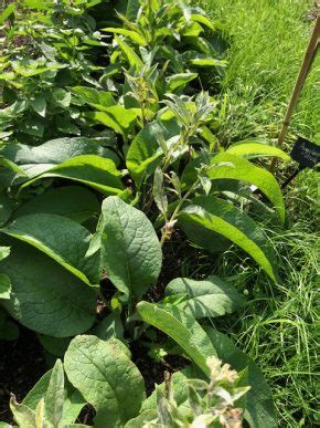 Smeerwortel Bocking Stekkers Planten Voor Je Eetbare Tuin En