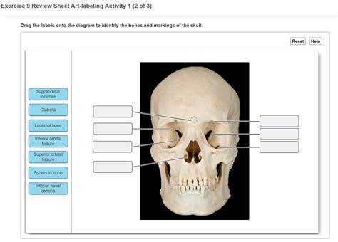 Solved Exercise 9 Review Sheet Art Labeling Activity 1 2 Of