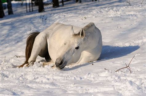 White horse is rolling in snow — Stock Photo © pirita #2052521