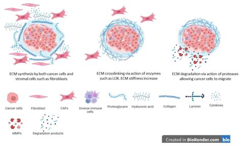 Extracellular Matrix Remodeling In Tumors Download Scientific Diagram