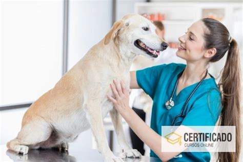 Quanto custa o curso de auxiliar de veterinário Veja Aqui